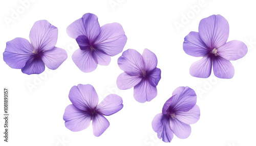 flying purple petals isolated on transparent background cutout