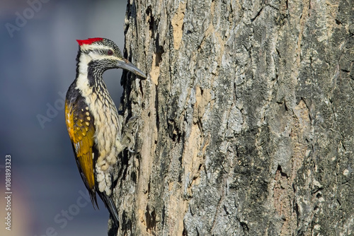 Black-rumped Flameback, also known as the Lesser Golden-backed Woodpecker (Dinopium benghalense) female on a tree trunk, Uttarakhand, India. photo