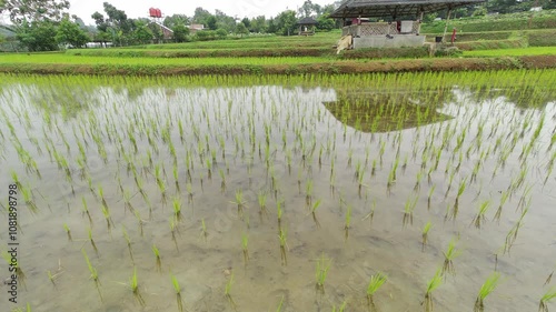 Close up or low angle view of beautiful rice plants in the rice field. Gazebo in the middle of the rice field. Farming and agricultural business.