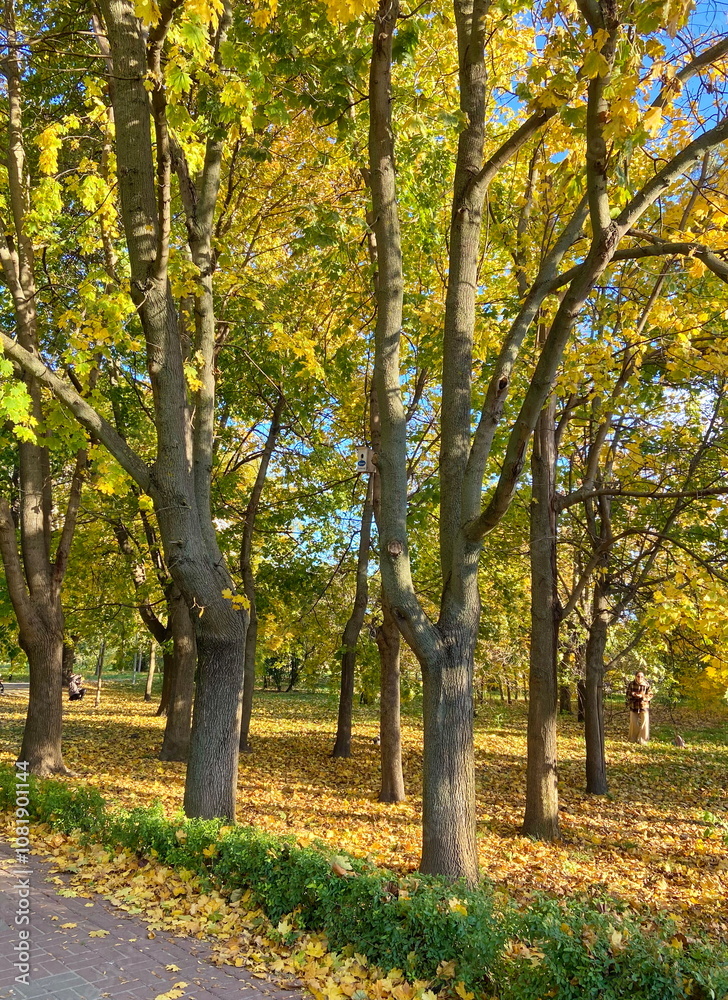 An unsurpassed picture of the golden iridescence of the autumn dress of the park trees of sunny Odessa. An unsurpassed picture of the golden iridescence of the autumn dress of the park trees of sunny Odessa.