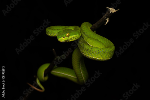 Photography Trimeresurus albolabris, the white-lipped pit viper or white-lipped tree viper, is a venomous pit viper species endemic to Southeast Asia
