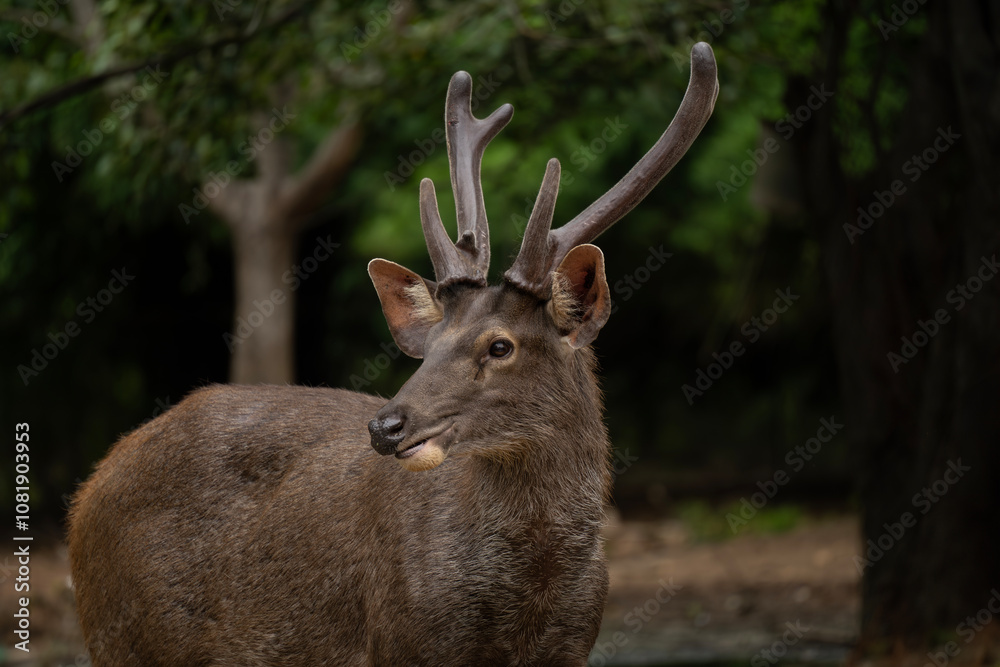 Obraz premium Sambar deer (Rusa unicolor) native to the India,south china,Southeast Asia.Population declined due to hunting and industrial exploitation of habitat.