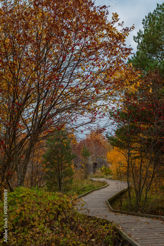 Scenic section of the Paljassaare peninsula path in Estonia, showing a narrow wooden boardwalk that winds through a dense autumn forest. Hiking or walking through nature concept. photo