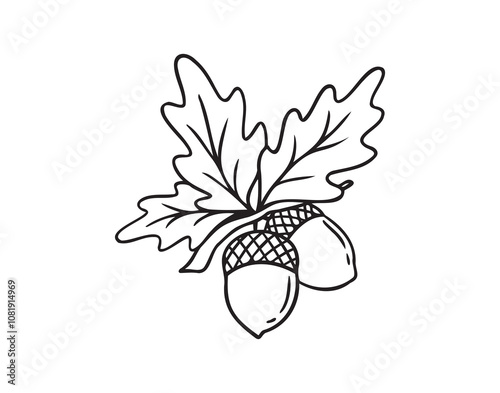 Hand drawn doodle oak leaves acorns icon. leaf, acorn of an oak tree. Outline drawing an acorn. 