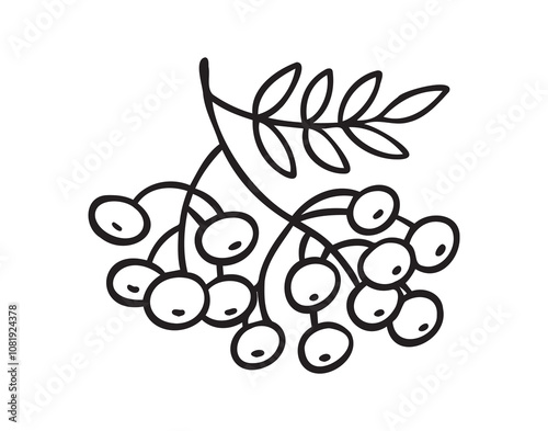 Branch of rowan tree doodle hand drawn icon. Drawing Branch of rowan tree clipart element.