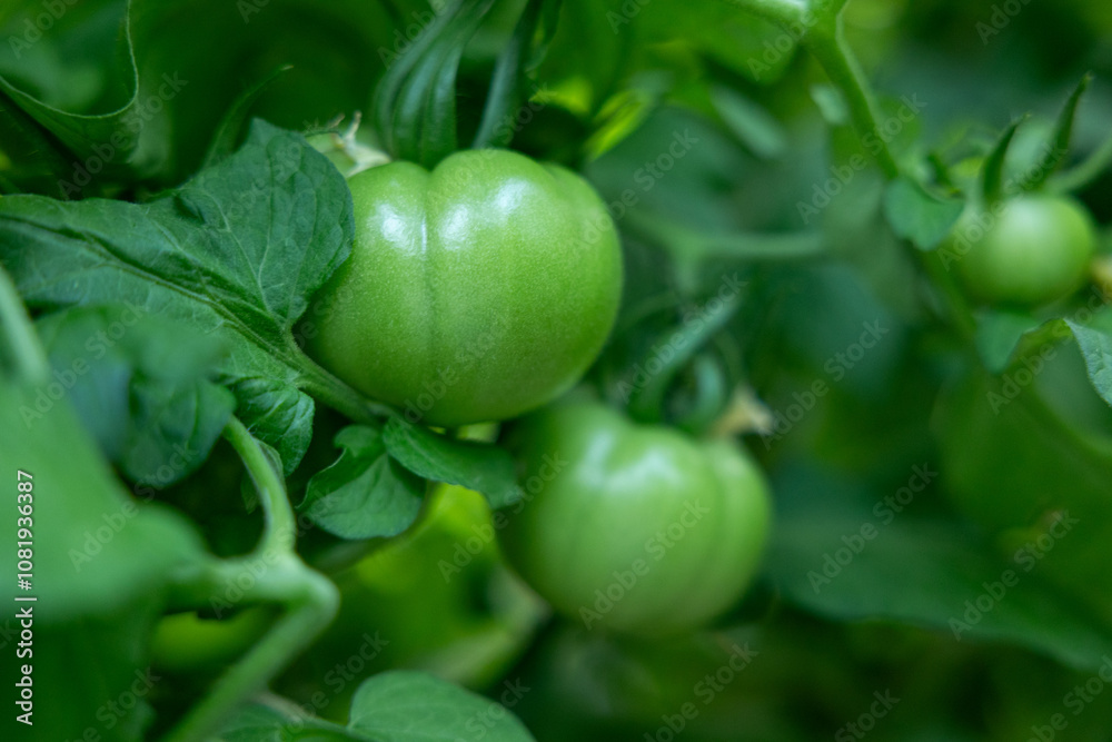 Unripe green tomatoes growing on plants in a vegetable garden. Organic farming and agriculture concept Unripe green tomatoes growing on plants in a vegetable garden. Organic farming and agriculture concept