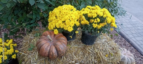 Autumn Still Life with Pumpkin and Yellow Chrysanthemums. Rustic Fall Decoration with Flowers and Straw. Seasonal Display: Pumpkin and Bright Yellow Blooms. Cozy Autumn Arrangement in the Garden