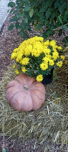 Autumn Still Life with Pumpkin and Yellow Chrysanthemums. Rustic Fall Decoration with Flowers and Straw. Seasonal Display: Pumpkin and Bright Yellow Blooms. Cozy Autumn Arrangement in the Garden