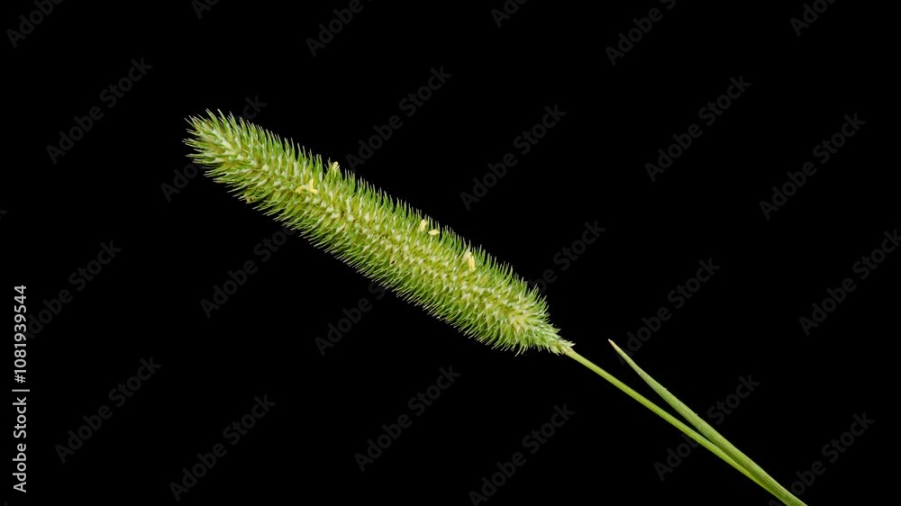 Timothy grass (Phleum pratense) inflorescence in bloom time lapse Timothy grass (Phleum pratense) inflorescence in bloom time lapse