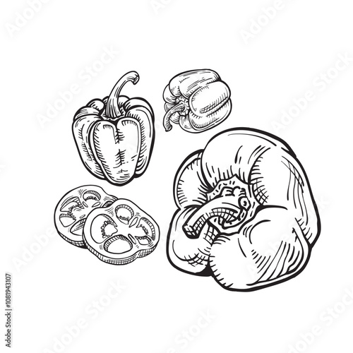 Paprika and leaves. Tree illustration. Hand-drawn paprika branch. Engraved paprika and plant. Paprika tree vector. Vector illustration of paprika branch. Hand-drawn paprika branch.