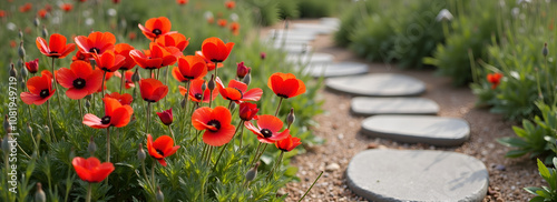 Beautiful red poppy flowers along a stone pathway in a serene garden setting
