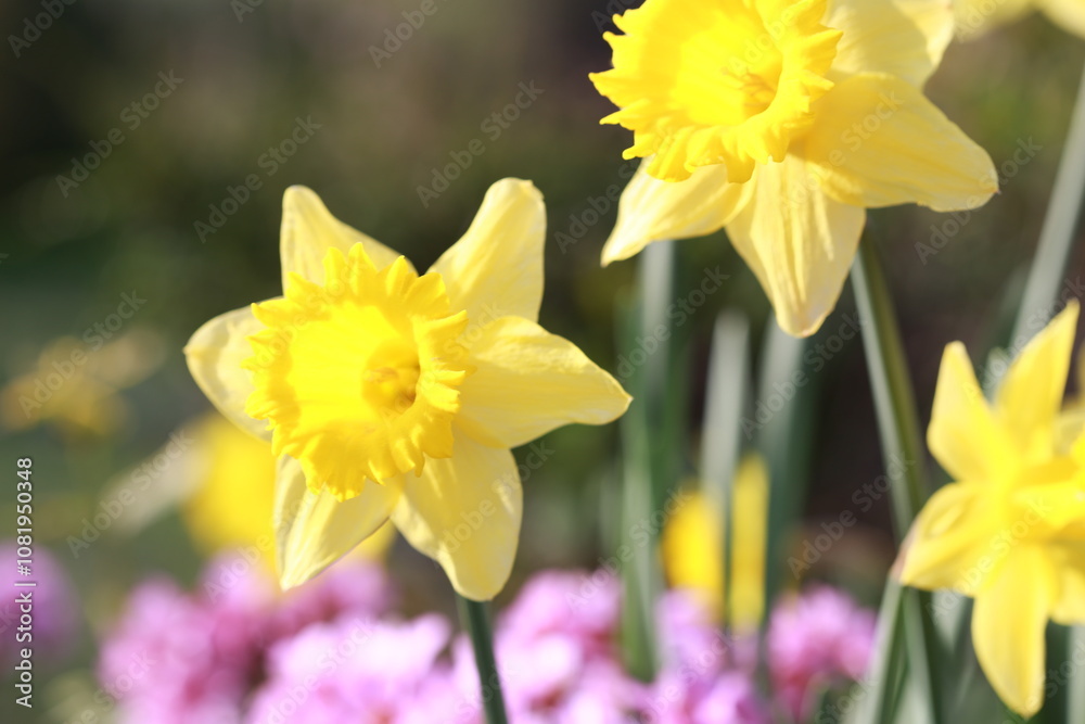 Jonquilles Jonquilles