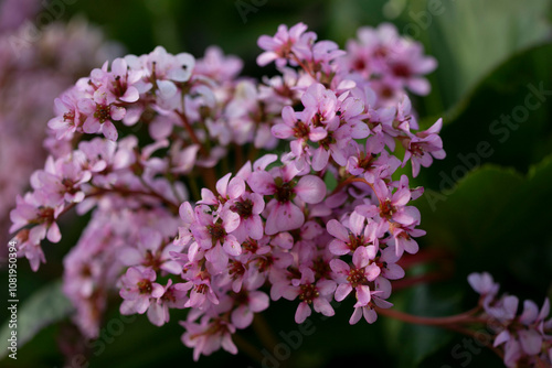 Wallpaper Mural bergénie à feuilles charnues Torontodigital.ca