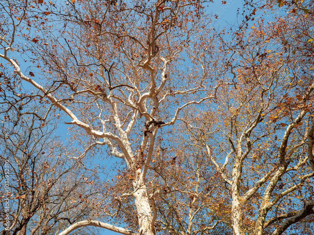 Fototapeta premium Sycamores are large deciduous trees. One of the most famous species of sycamores is the maple-leaved sycamore (Platanus×acerifolia), which is often planted as an ornamental tree in city parks.