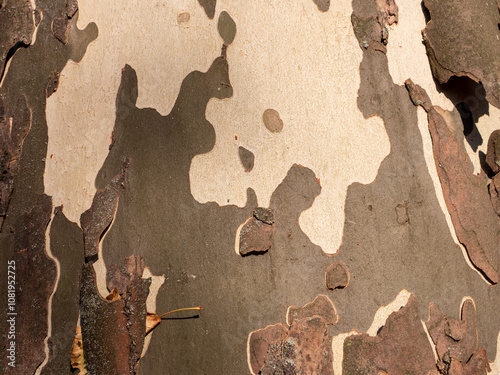 Bilde på lerret Sycamore bark periodically sheds in flat scales, revealing new bark