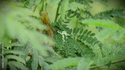 A yellow and orange iguana or lizard is walking on a tree trunk, preying and waiting for its prey. Lizards are a group of scaly, four-legged reptiles 