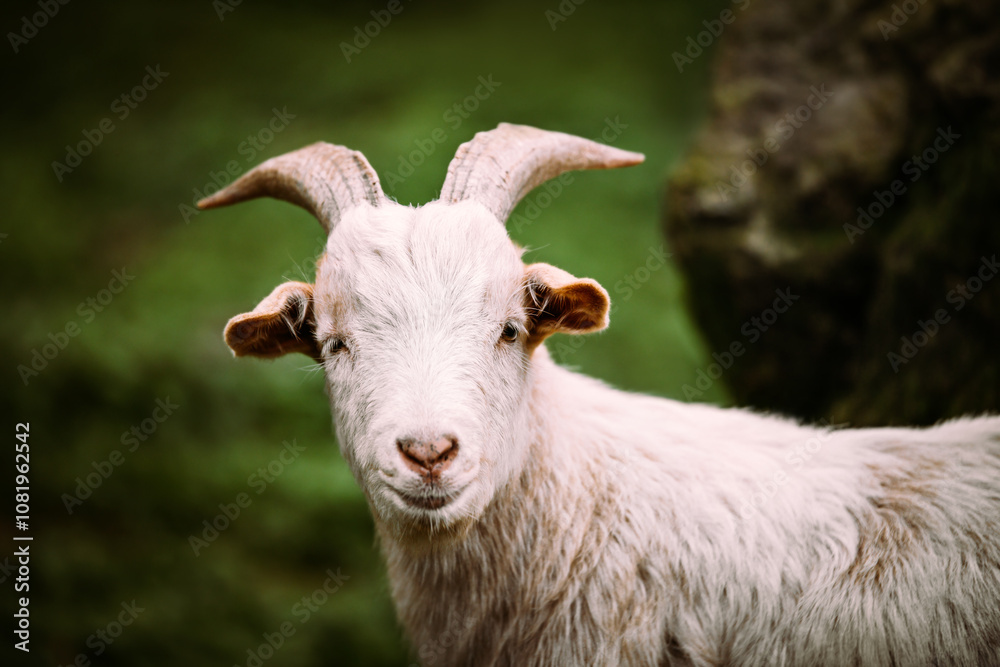 White Goat looking to the camera, green background White Goat looking to the camera, green background