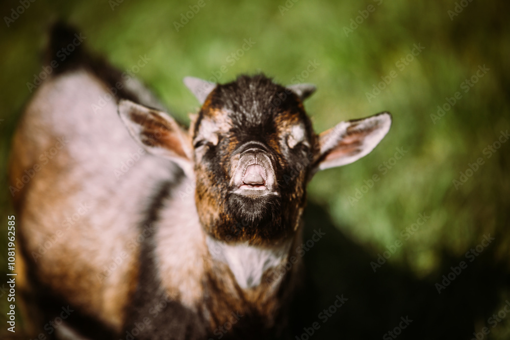Funny goat bleating to the camera, open mouth Funny goat bleating to the camera, open mouth