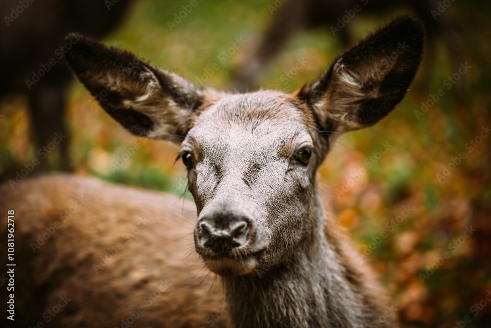 Portrait of a red deer hind, autumn fall background Portrait of a red deer hind, autumn fall background