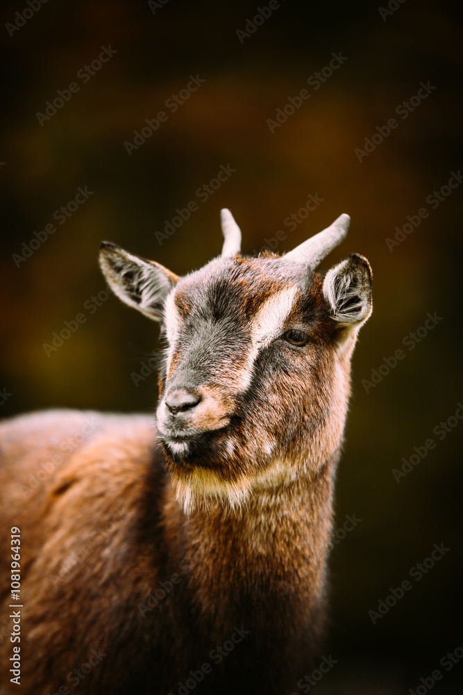 Fototapeta premium Portrait of a brown goat, autumn fall background