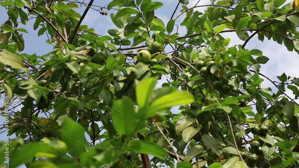 Psidium guajava, a fruiting guava plant Psidium guajava, a fruiting guava plant