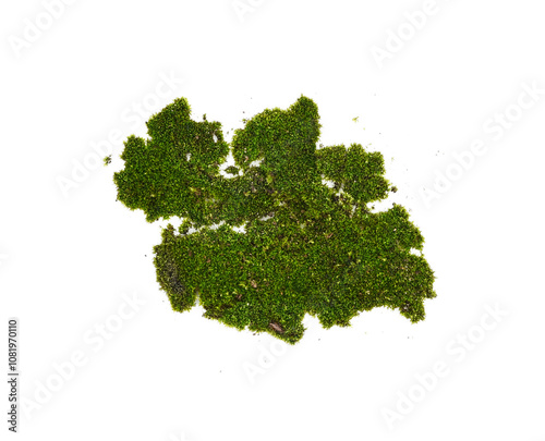 Green moss isolated on transparen png.