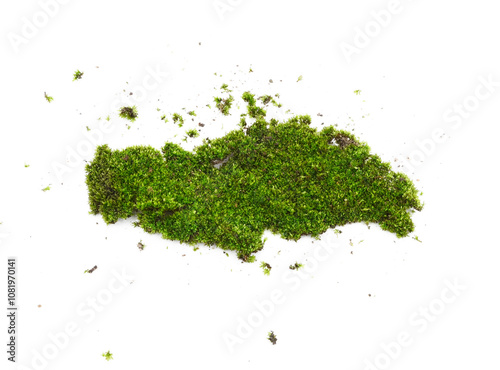 Green moss isolated on transparen png.