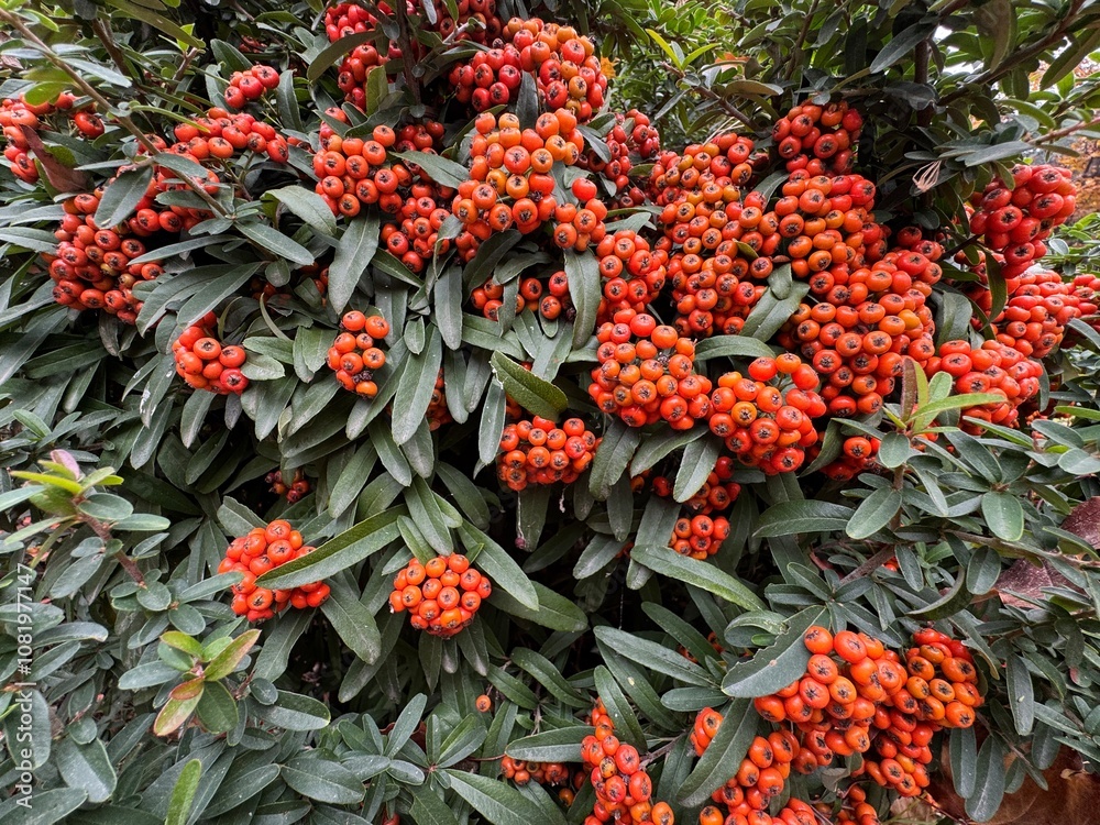 Close-up of a fruiting shrub called Pyracantha coccinea. Firethorn berries, rosaceae evergreen shrub. Dog apple, China, the scarlet, European species or red firethorn. Small, bright red berries. Close-up of a fruiting shrub called Pyracantha coccinea. Firethorn berries, rosaceae evergreen shrub. Dog apple, China, the scarlet, European species or red firethorn. Small, bright red berries.