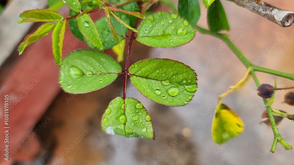 Naklejka premium Raindrops on a leaf after monsoon