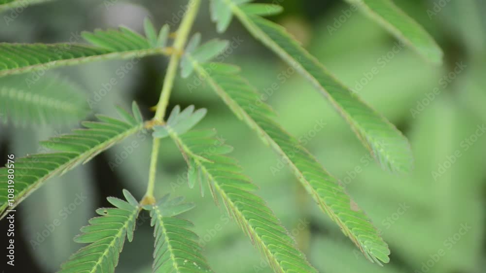 The hand touches the Mimosa pudica plant and it wilts by itself The hand touches the Mimosa pudica plant and it wilts by itself