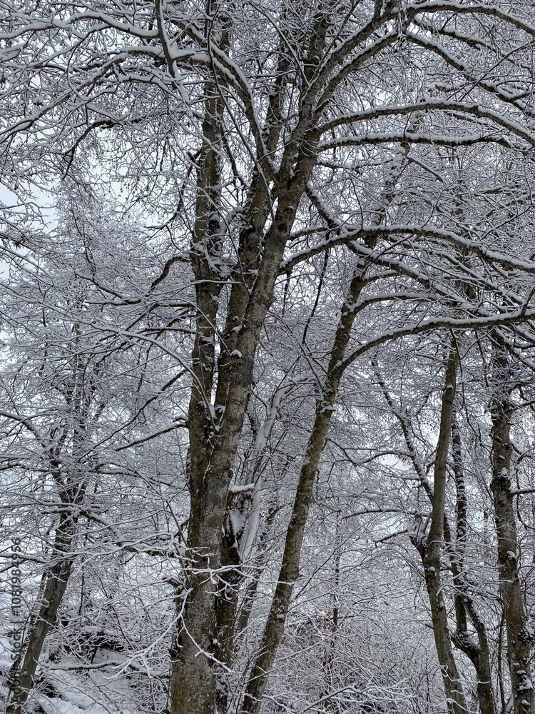 Snow-laden tree branches forming an intricate winter pattern in a serene forest in Switzerland, creating a calm and frosty atmosphere. Snow-laden tree branches forming an intricate winter pattern in a serene forest in Switzerland, creating a calm and frosty atmosphere.