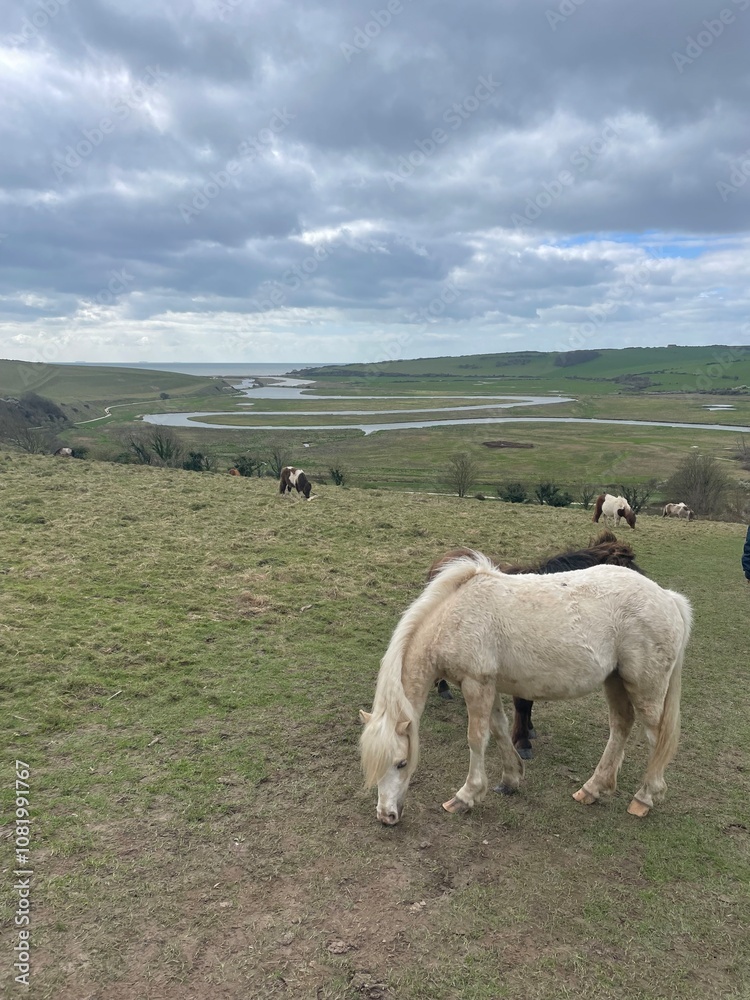 white horse in field near Seven Sisters, UK. Green grass and cloudy sky. River in background white horse in field near Seven Sisters, UK. Green grass and cloudy sky. River in background