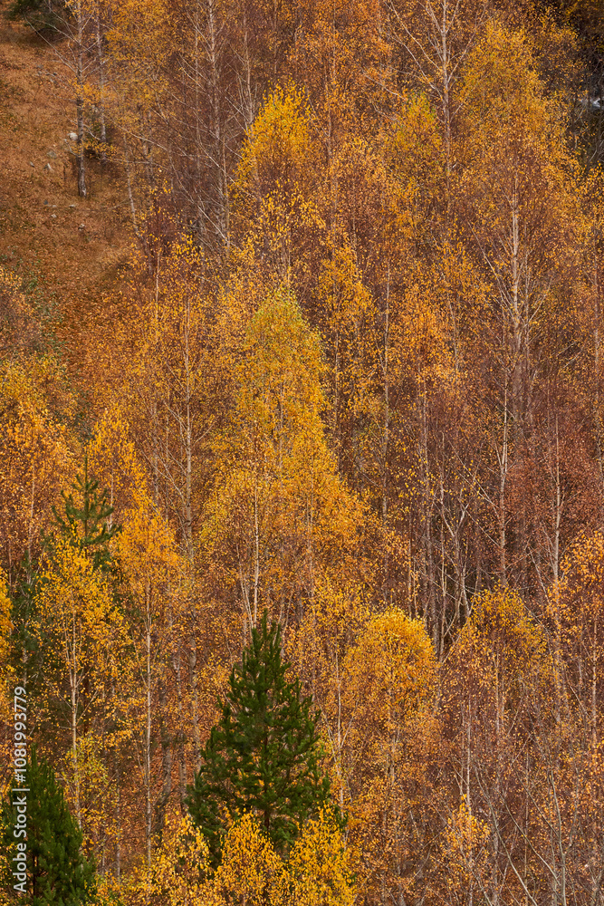 Mountain cliff with trees Mountain cliff with trees