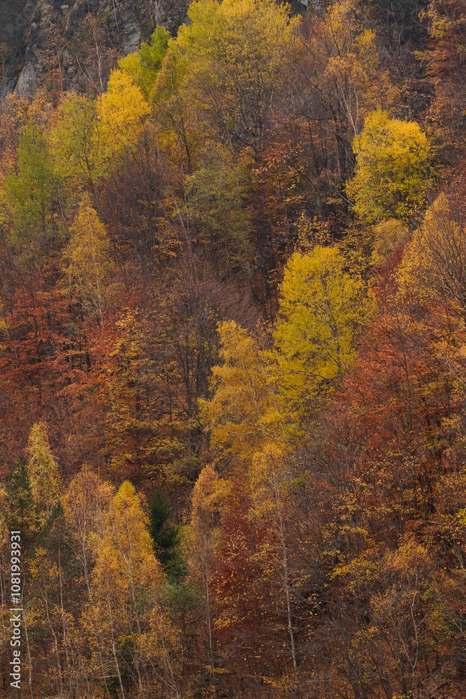 Mountain cliff with trees