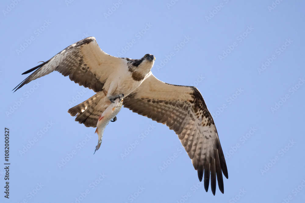 Obraz premium Osprey