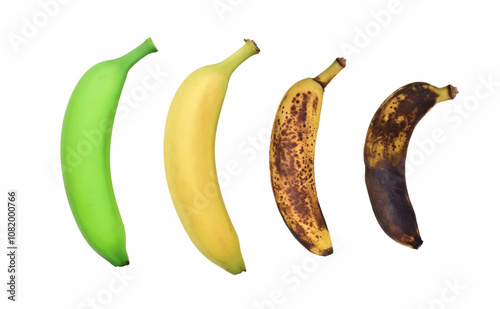 Four ripening stages of banana, green, ripe, overripe and rotten, isolated on the white background. Copy space. 