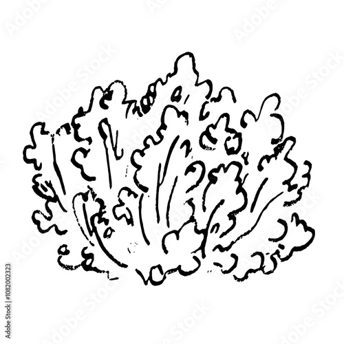 Isolated on a white background, hand drawn black line sketch of lettuce