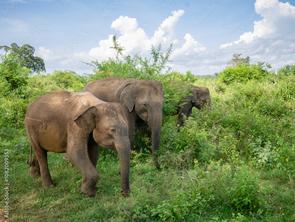 Obraz premium Elephant family