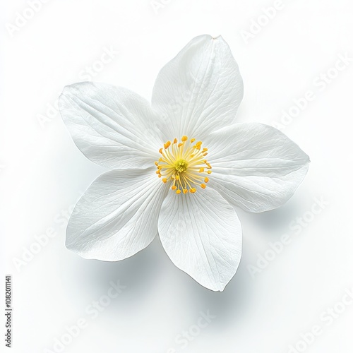 Delicate White Flower with Yellow Center on White Background