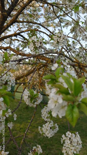 a close-up view of cherry blossoms blooming on tree branches during spring in a peaceful garden setting. the soft lighting and natural colors create a serene and fresh atmosphere, capturing the beauty photo