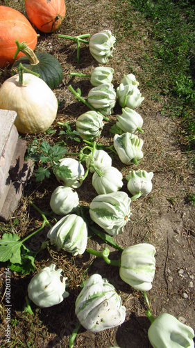 Harvest of decorative and edible pumpkins on a plot of land