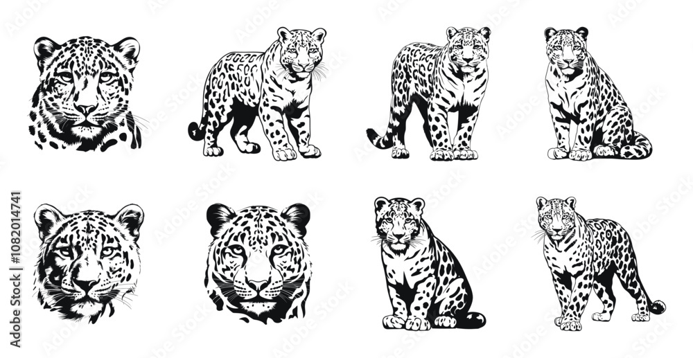 Obraz premium Leopard in various poses and close-up faces illustration set. Stylized animal design with intricate fur details in a classic sketch art style.