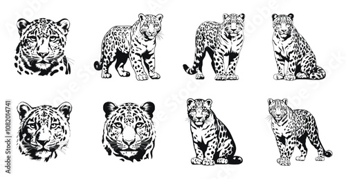 Leopard in various poses and close-up faces illustration set. Stylized animal design with intricate fur details in a classic sketch art style.