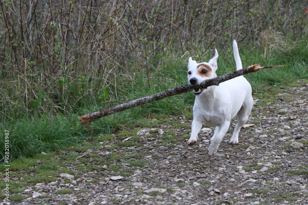 Paya, Jack Russel