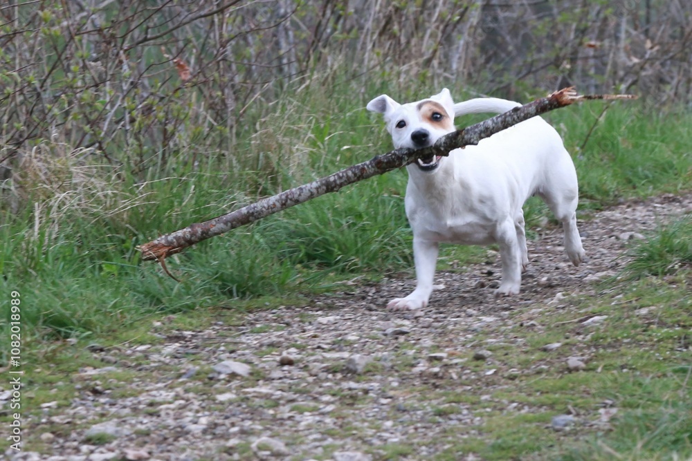 Paya, Jack Russel