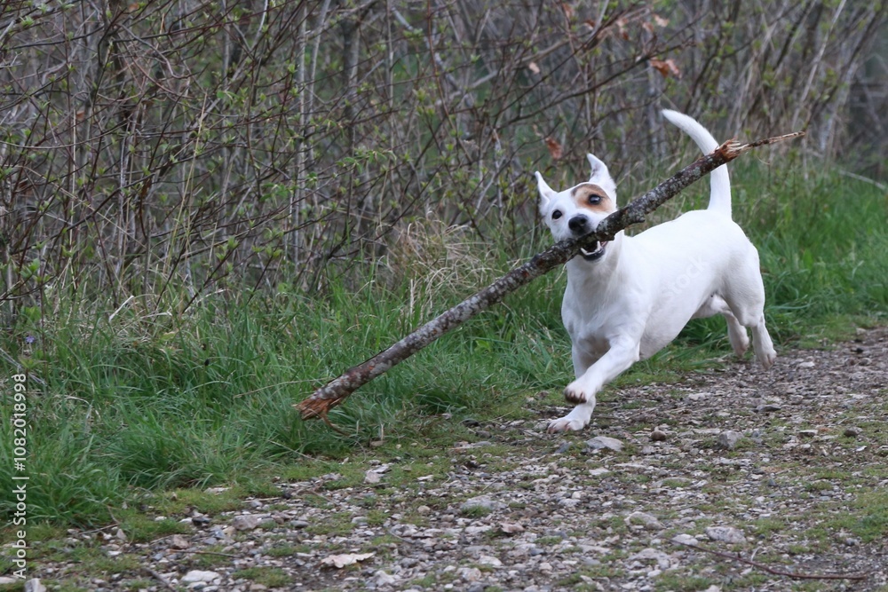 Paya, Jack Russel