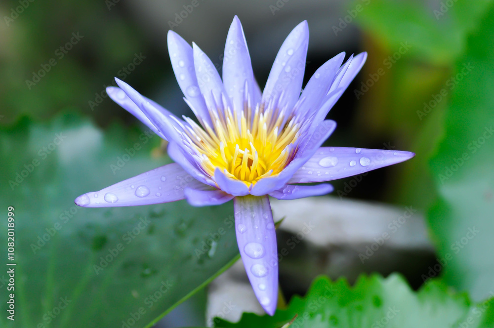 purple lotus or Sacred Lotus or Egyptian Lotus or Nelumbo nucifera Gaertn in the pond purple lotus or Sacred Lotus or Egyptian Lotus or Nelumbo nucifera Gaertn in the pond