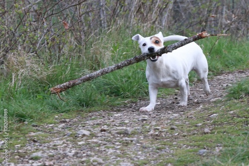 Obraz na płótnie Paya, Jack Russel w salonie