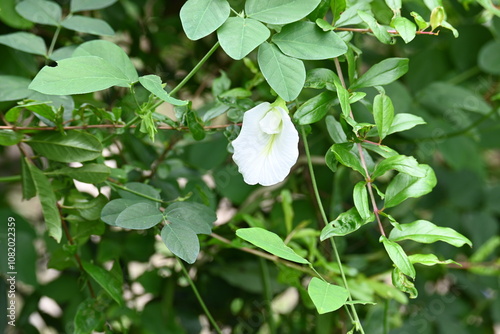 White Clitoria ternatea flower. Its other names  Asian pigeonwings, bluebellvine, blue pea, butterfly pea, cordofan pea and Darwin pea. This  is a plant species belonging to the family Fabaceae. photo