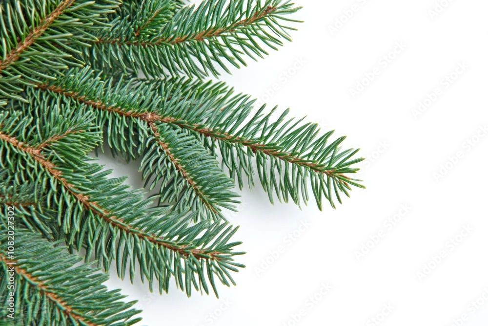 A close-up view of a pine tree branch with needles and cones A close-up view of a pine tree branch with needles and cones